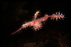 'ILLUSIVE PHANTOM' Ornate ghost pipefish. Lion Island, Lo... by Rick Tegeler 